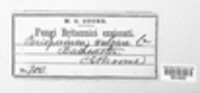 Preussia vulgaris image